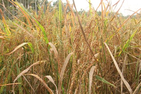 Kerala Organic Paddy Farmer Has Opened India's First 'Rice Park'