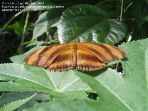 Bug Pictures Banded Orange Butterfly Dryadula Phaetusa By