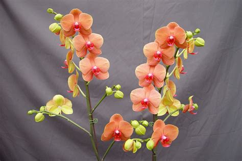 phal-514, phalaenopsis orchid | Orchids, Orchid arrangements, Phalaenopsis orchid