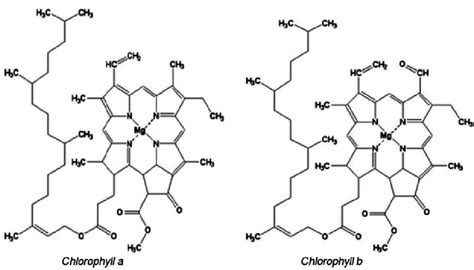 Molecular Structure Of Chlorophyll A And Chlorophyll B Download