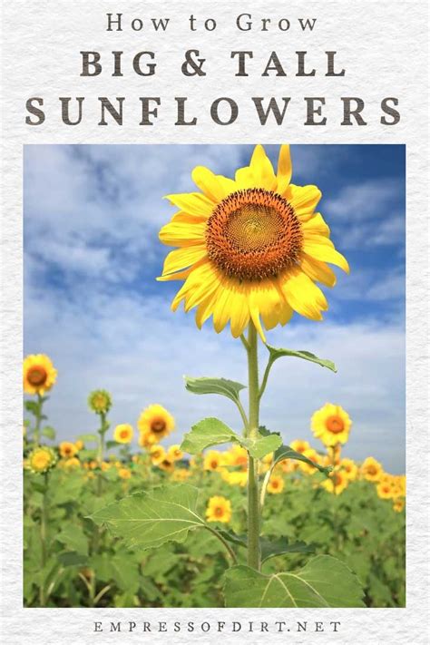 12 Tips For Growing Giant Sunflowers — Empress Of Dirt
