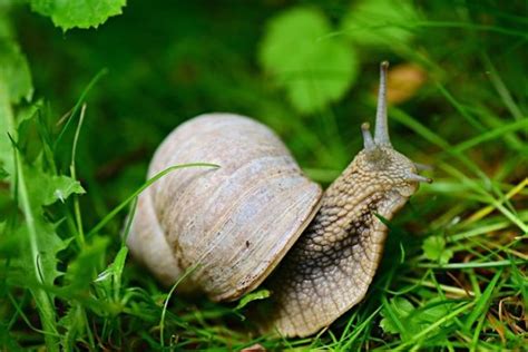 Durch die starke lockwirkung der bierhefe, freut sich vor allem der nachbar darüber, dass die schnecken aus seinem garten verschwinden. Checkliste: Die 6 besten Mittel gegen Schnecken im Garten ...