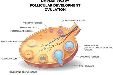 Structure And Function Of The Ovaries Facty Health