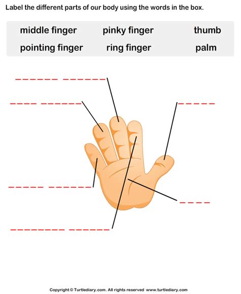 Body Parts For Kids Turtle Diary Worksheet