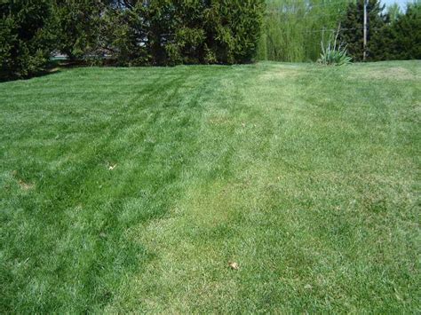 Different grasses tolerate different soil types, levels of wear and shade, and require varying levels of maintenance. Lawn & Turf Topics