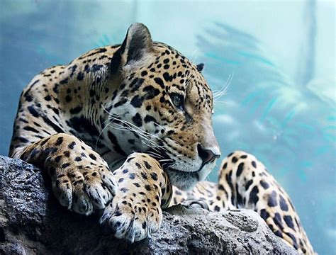 Cool Animal Wallpapers Wallpaper Cave