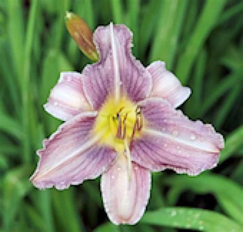 Which flowers are best for drying? Learn How to Dry and Press Flowers | Dried and pressed ...