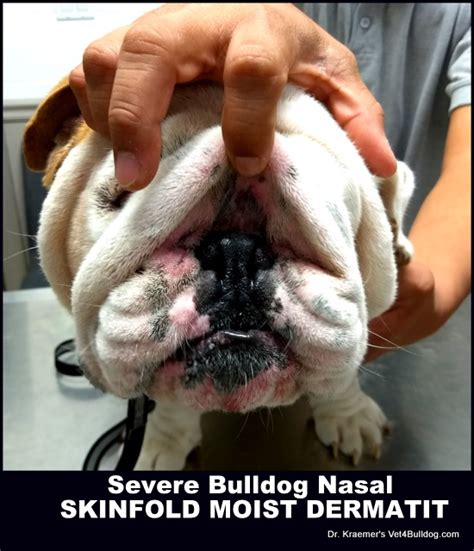 Squishface Wrinkle Paste Bulldog French Bulldog Pug English Bulldog