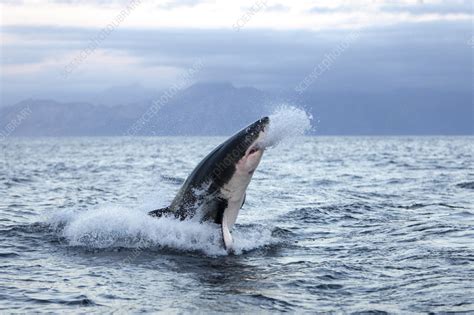 Great White Shark Breaching In South Africa Stock Image C0551914