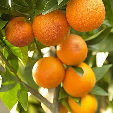 Buy Orange Citrus संतरा Plant Online India At Cheap Price On