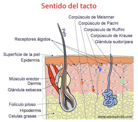 Ejemplo De Sentido Del Tacto