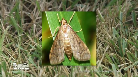 Fall webworms are a native moth that occurs through all of north america, and now the world, thanks to their accidental introduction to europe during world war ii. Sod webworms are attacking lawns. Here's how to protect yours