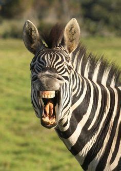 Zebra smile. Zebra with open mouth showing its teeth , #sponsored, #