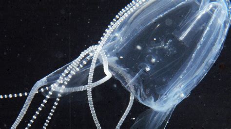 Cairns Jellyfish Irukandji Stings Fourth Far North Swimmer In 24 Hours