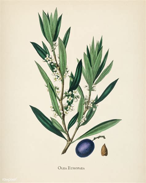 Download Premium Illustration Of Olive Olea Europaea Illustration