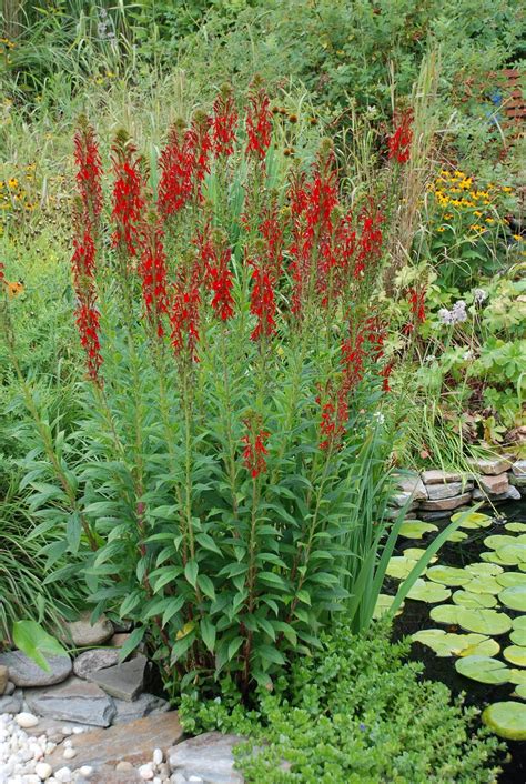 What Grows There Cardinal Flower A Hummingbird Magnet