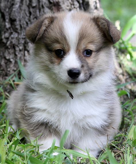 Any puppies not on reserve are posted on he is a blend of european champions and down home texas, and will add new bloodlines into our mix. Corgi Puppies For Sale — Hill Country Corgis
