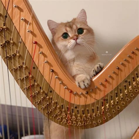 Check spelling or type a new query. * I'm a mewsician too! Do you wanna see me purrform on the ...