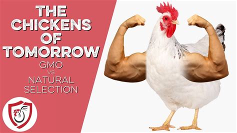 Gmo Vs Natural Selection In Chickens Youtube