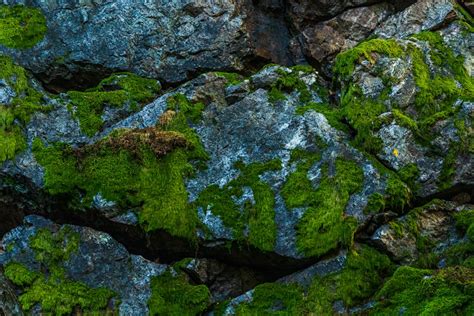 Rocks With Algae Photo Free Plant Image On Unsplash