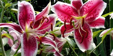 Growing Lily In Containers How To Grow Lily Plant Lillium