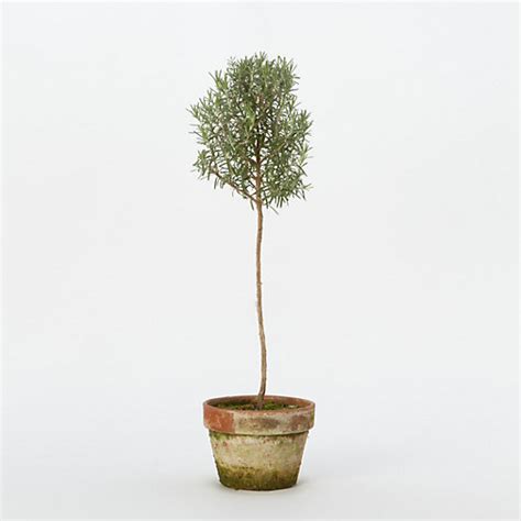 In planning for the holidays i knew i wanted a few rosemary topiaries. Rosemary Topiary in Garden Plants + Flowers at Terrain