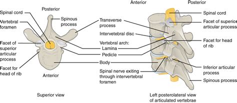 The Most Posterior Aspect Of A Typical Vertebra Is The