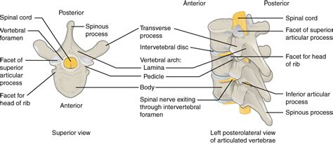 The Vertebral Column Anatomy And Physiology I