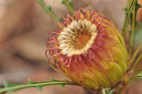 Honeypot Dryandra Banksia Nivea Native Plant Project