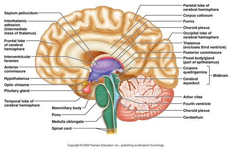 Midsagittal Section Of The Human Brain Human Brain Gross Anatomy