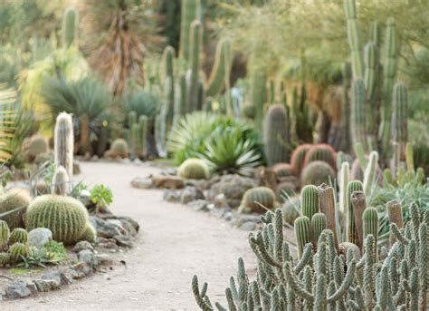 About The Location Arizona Cactus Garden Palo Alto Bay Area