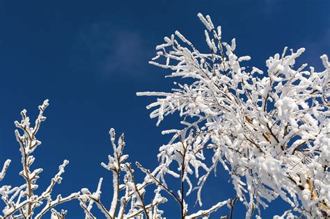 Snowy Tree Branches Copyright Free Photo By M Vorel Libreshot