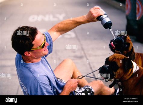 Boxer Dogs Drinking Water From A Water Bottle Stock Photo Alamy
