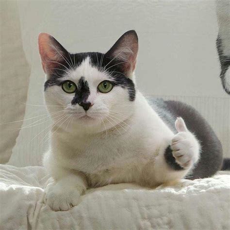 Invest In Thumbs Up Cat Rmemeeconomy Know Your Meme