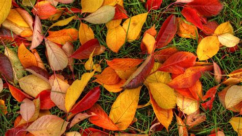 1366x768 Latest Autumn Leaves 1366x768 Resolution Hd 4k Wallpapers