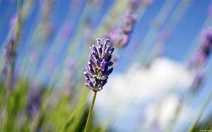 Lavender, Wallpapers