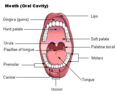 Oral Cavity Anatomy And Physiology Lesson Free Online Medical