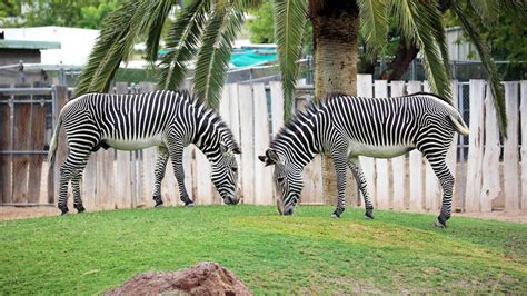 Zebra Habitat
