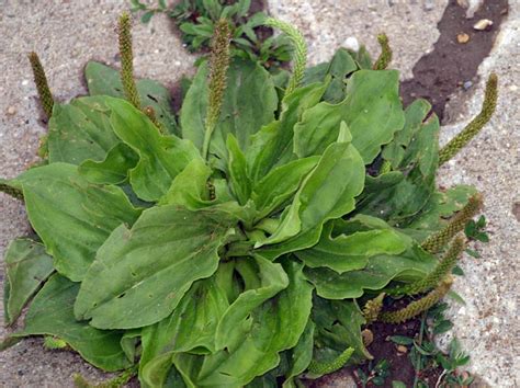Plantain Weed One Of The Most Useful Medicines Canadian Off The Grid