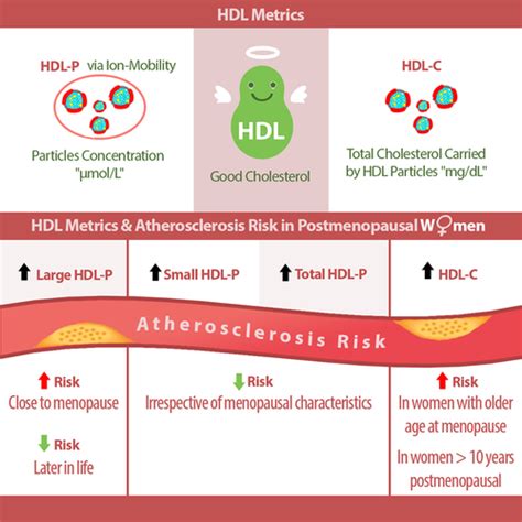 Hdl High Density Lipoprotein Metrics And Atherosclerotic Risk In