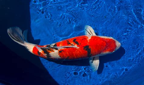 No need to register, buy now! 2017 ZNA NorCal National Koi Show finds best-looking carp fish