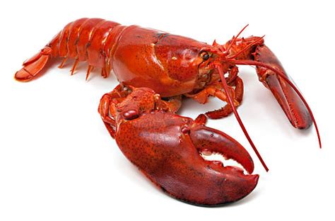Whole Lobsters Stock Photos Pictures And Royalty Free Images Istock