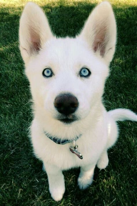 White Siberian Husky Siberianhusky Cute Dogs Puppies Beautiful Dogs