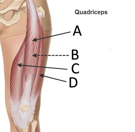 Learn vocabulary, terms and more with flashcards, games and other study tools. Quadriceps Muscle Anatomy Quadriceps Muscles Anatomy ...