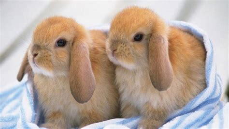 Ultimate A Funny And Cute Bunny Rabbit Videos Compilation 2016 Laugh