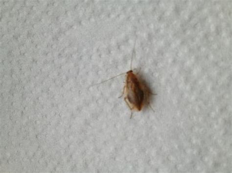 Die viecher bewegen sich recht flott vorwärts und sitzen ausschliesslich auf dem teppich oder in. Kleine Käfer Im Schlafzimmer | Tür Reparatur ...