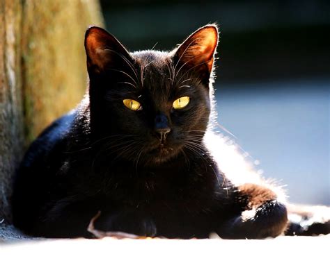 Imagen De Fondo Pretty Gatos Gato Negro Animales Foto
