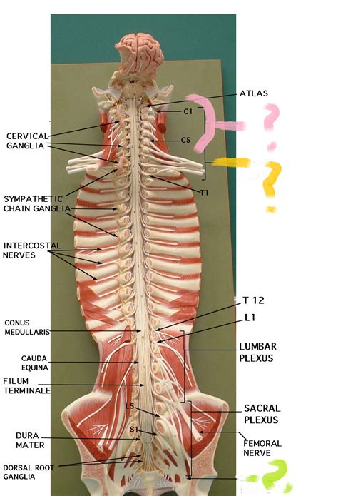 Spinal Nerves Model Labeled Google Search Anatomy Lab Spinal Hot Sex