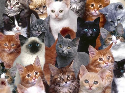Full Wallpaper Cat Desktop Wallpaper