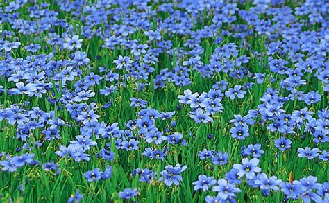 Sisyrinchium Devon Skies Common Name Blue Star Flower 150mm Pot